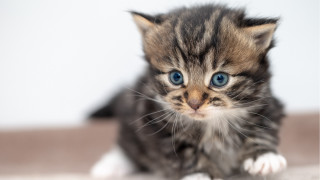 Kitten blue eyes curious superflat - curious free wallpaper