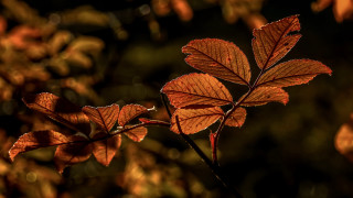 Branch leaves sunlight blur background - the background and a blurry background of leaves free wallpaper