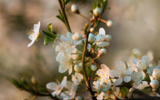 White flowers green leaves sunlight - the sunlight free wallpaper