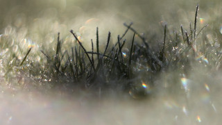 Grass water droplets macro lens - a close up of grass free wallpaper