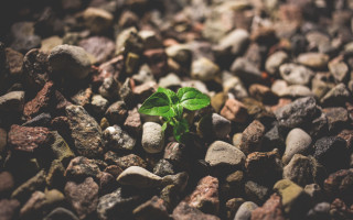 Small green plant rocks gravel - sunny free wallpaper for desktop