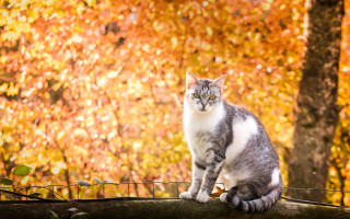 Cat fence autumn leaves blurry - free autumn wallpaper for desktop