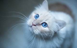 White cat blue eyes looking 2 - a blurry background of the image free wallpaper