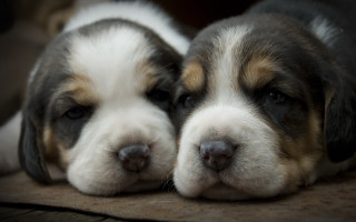 Puppies couch sleeping alert cute - a couch together free wallpaper
