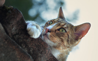 Cat looking up tree branch 4 - the tree branch free wallpaper