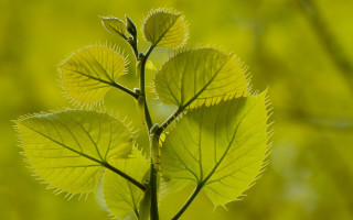Leaf closeup macro green nature - a close up of a leaf free wallpaper