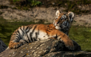 Tiger cub laying rock sun - a rock in the sun free wallpaper