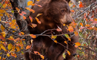 Bear tree autumn leaves wildlife - a bear free wallpaper