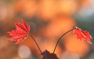 Red leaves branch autumn bokeh - a couple free wallpaper