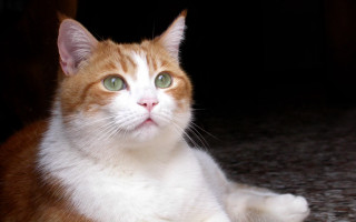 Sad white cat green eyes - a portrait free wallpaper