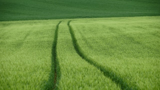 Green field tracks lone tree - a large field free wallpaper for desktop