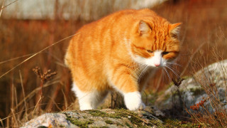 Cat rock field grass blurry - primitivism free wallpaper for desktop