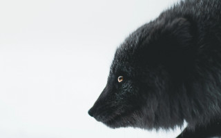 Black bear nature portrait animal - a black bear free wallpaper
