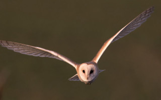 Barn owl flying blurry background - a blurry background free wallpaper