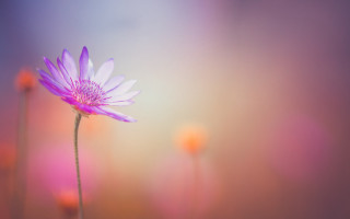 Purple flower blurry background macro 3 - soft color free wallpaper