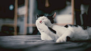 Black white cat laying on - cat free wallpaper for desktop