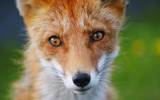 Fox face closeup furry art - beatrix potter free wallpaper