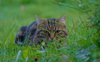 Sad cat in grass nature - sharp focus free wallpaper