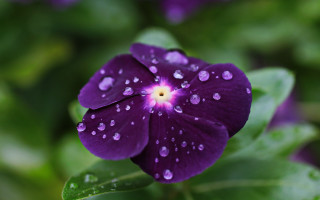 Purple flower water droplets green 5 - a green leafy area in the foreground free wallpaper