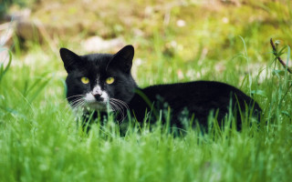 Black cat grass yellow eye - a yellow eye free wallpaper
