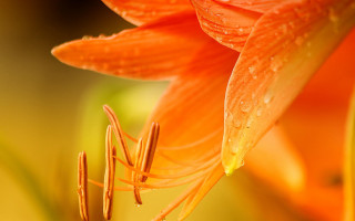 Flower water droplets green background 3 - a yellow center free wallpaper