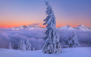 Snowy mountain tree sunset clouds - mist free wallpaper