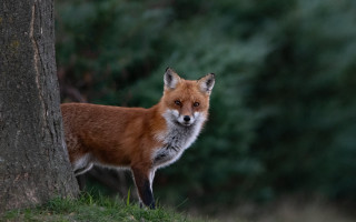 Red fox tree forest grass - grass and trees free wallpaper