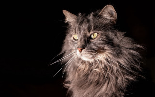 Cat whiskers black background yellow - a white spot free wallpaper