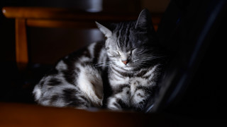 Cat chair camera lens face - canon eos r 3 free wallpaper