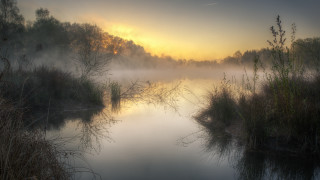 Foggy river trees bushes yellow - foggy free wallpaper