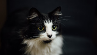 Black white cat green eyes 8 - cat free wallpaper for desktop
