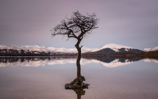 Lone tree lake mountains clouds 2 - a lone tree free wallpaper