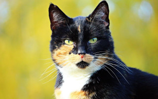 Black orange white cat green - green eye free wallpaper