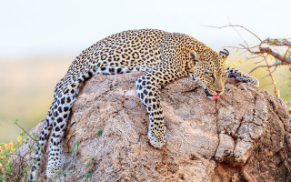 Leopard rock wild open mouth - a bush in the background free wallpaper