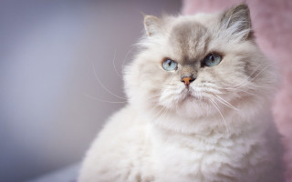 White cat blue eyes pink - a pink chair free wallpaper