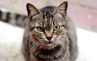 Black cat green eyes shallow - shallow free wallpaper for desktop