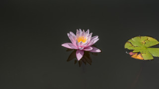 Pink water lily lake leaf - 3 d free wallpaper for desktop