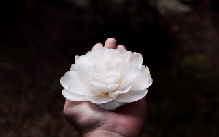 White flower hand shallow depth - a hand holding free wallpaper