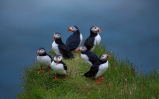 Birds hill water grass ecological - top of a grass free wallpaper