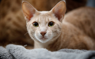 White cat brown head laying - felix octavius carr darley free wallpaper