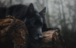 Black dog log woods sad - a black dog free wallpaper