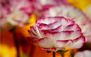 Flower petals yellow background macro - a yellow background behind free wallpaper for desktop