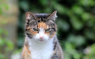 Cat white orange face green - angry free wallpaper