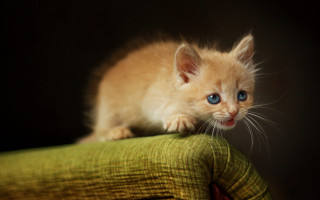 Kitten green chair blue eyes - a small kitten free wallpaper