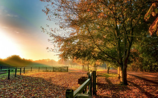 Fence tree autumn leaves sunset - the tree free wallpaper