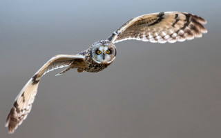 Bird flying wings spread wide - a blurry background free wallpaper