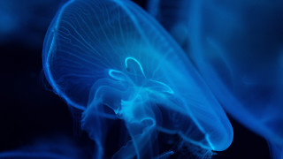Blue jellyfish glowing hologram biolu­minescence - bioluminescence free wallpaper
