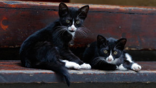 Black white kittens wooden bench - symmetrical eye free wallpaper