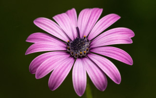 Purple flower closeup green background 3 - the flower free wallpaper