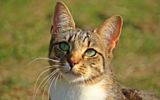 Cat green eyes looking up 3 - green eye free wallpaper